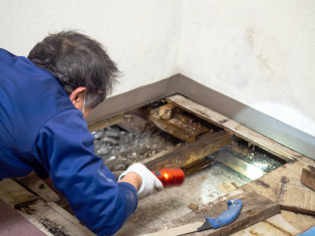 Best Attic Mold Remediation in Ninety Six, SC