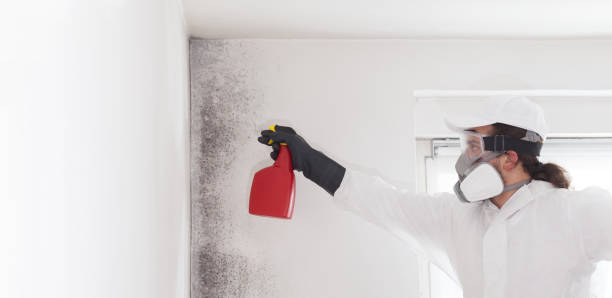 Professional Mold Remediation in Ninety Six, SC