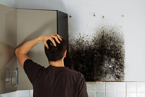 Best Basement Mold Remediation in Ninety Six, SC