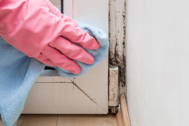 Best Emergency Mold Remediation in Ninety Six, SC