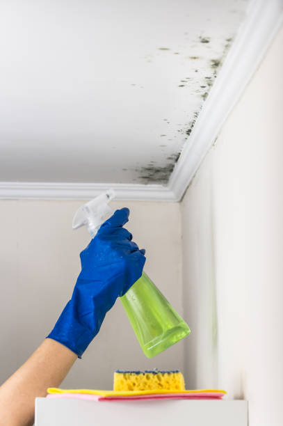 Best Kitchen Mold Remediation in Ninety Six, SC