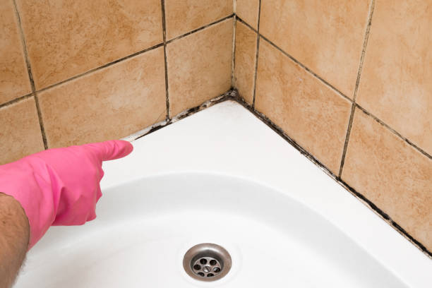 Best Crawl Space Mold Remediation in Ninety Six, SC